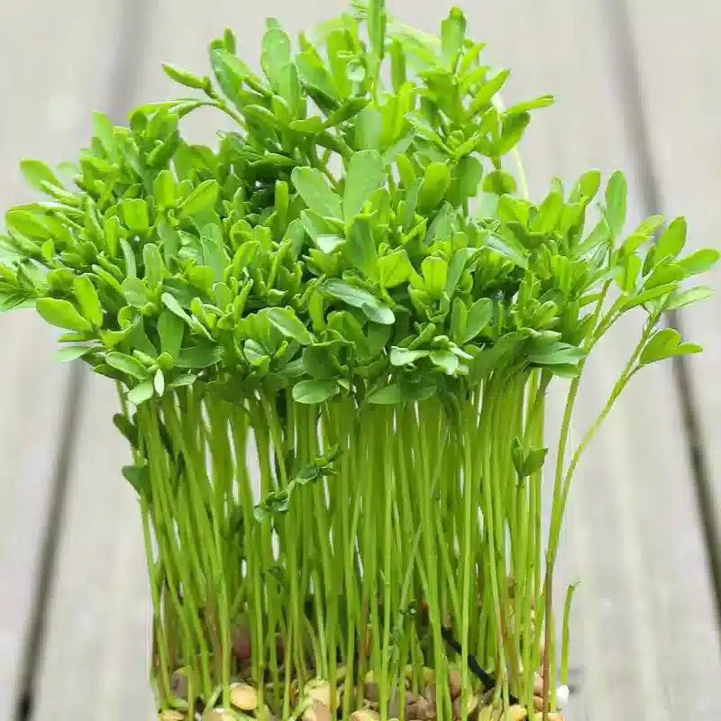 کاشت سبزه عید نوروز با عدس 🌱✨ راهنمای گام به گام برای سبزهای زیبا و پرپشت!